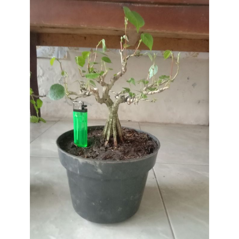 waru lokal iprek ileng