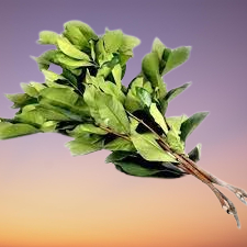 

( PER IKAT) ~DAUN SALAM SEGAR. DAUN SALAM