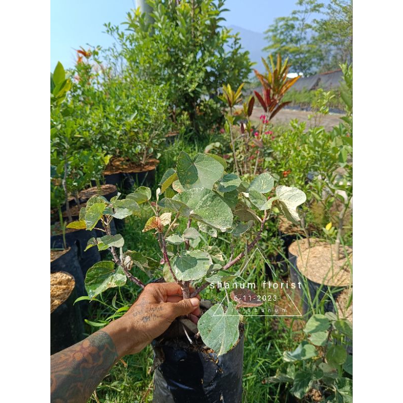 bahan bonsai waru varigata