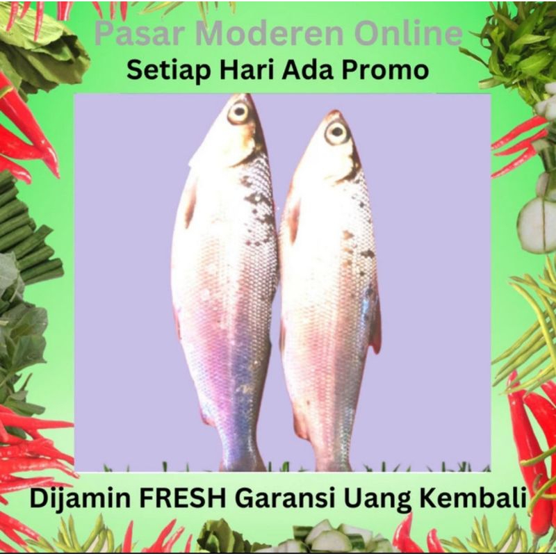 

IKAN BANDENG SEGAR 500 GRAM/PEDAGANG/LAPAK/BAKUL/KEDAI/WARUNG/JUAL BELI SAYUR SAYURAN DAN IKAN SEGAR TERMURAH/PASAR MODEREN ONLINE