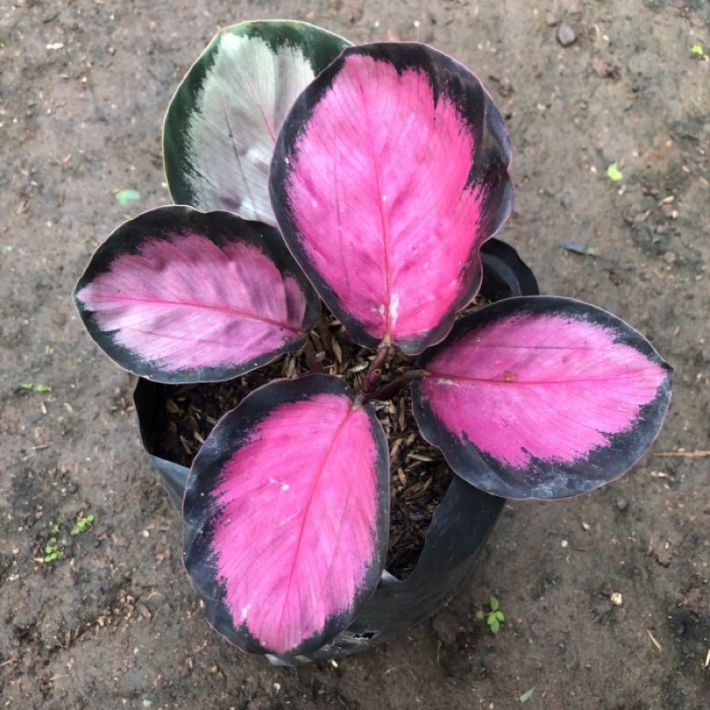 Tanaman Hias Calathea Crimson Jumbo Daun 4-5 | Tanaman Indoor Estetik Penyerap Udara