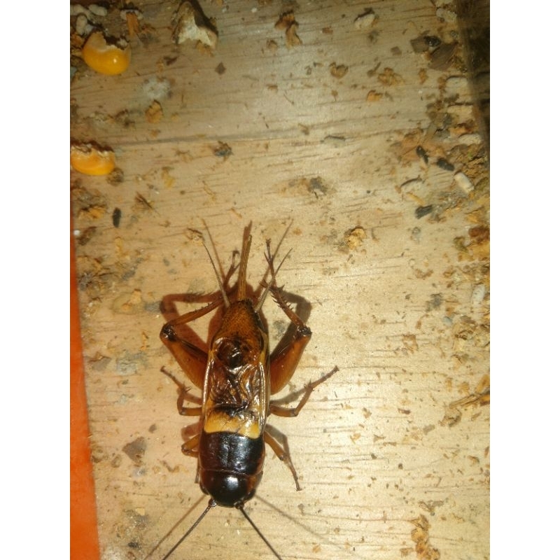 jangkrik Aduan / jangkrik Genggong