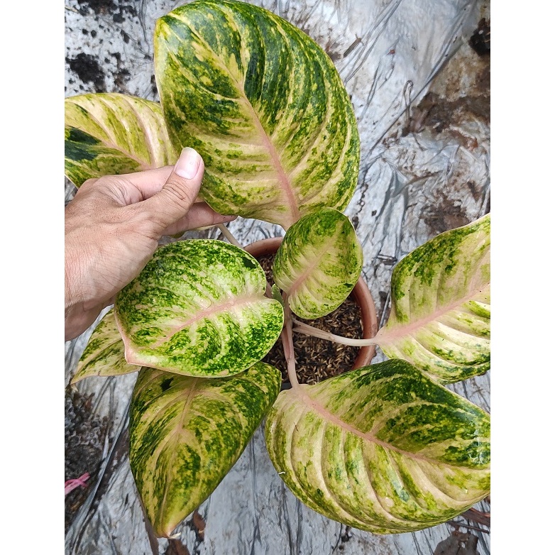 Tanaman Aglonema Obama Induk - Tanaman Hias Aglonema / Aglaonema Obama Indukan