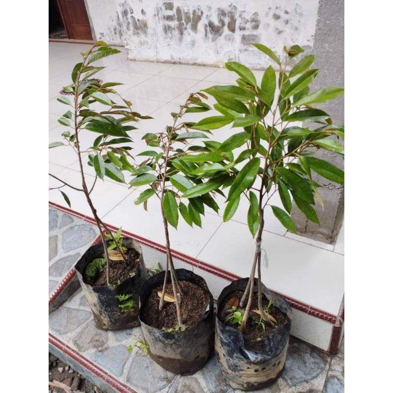 bibit durian super tembaga kaki 3(80-1 meter)bonus 2 durian duri hitam