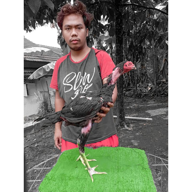 pakhoy drumband - ayam pakhoy full brakot - ayam pakhoy bigbike - ayam bangkok - ayam plucker -ayam 