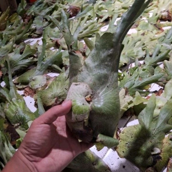 Platycerium wandae cabutan