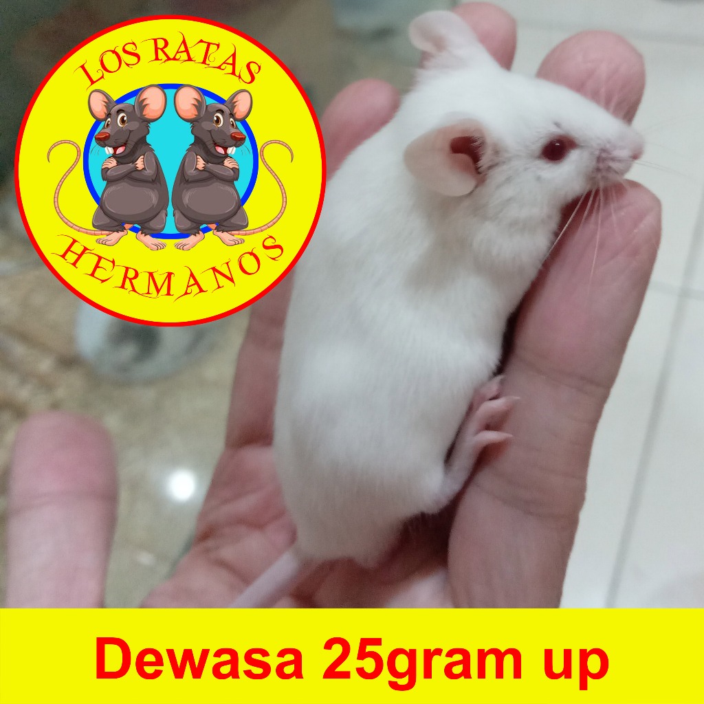 Tikus putih mencit Dewasa