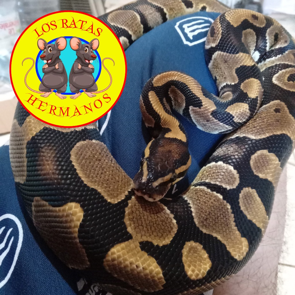 Ball Python Normal Male het PIED