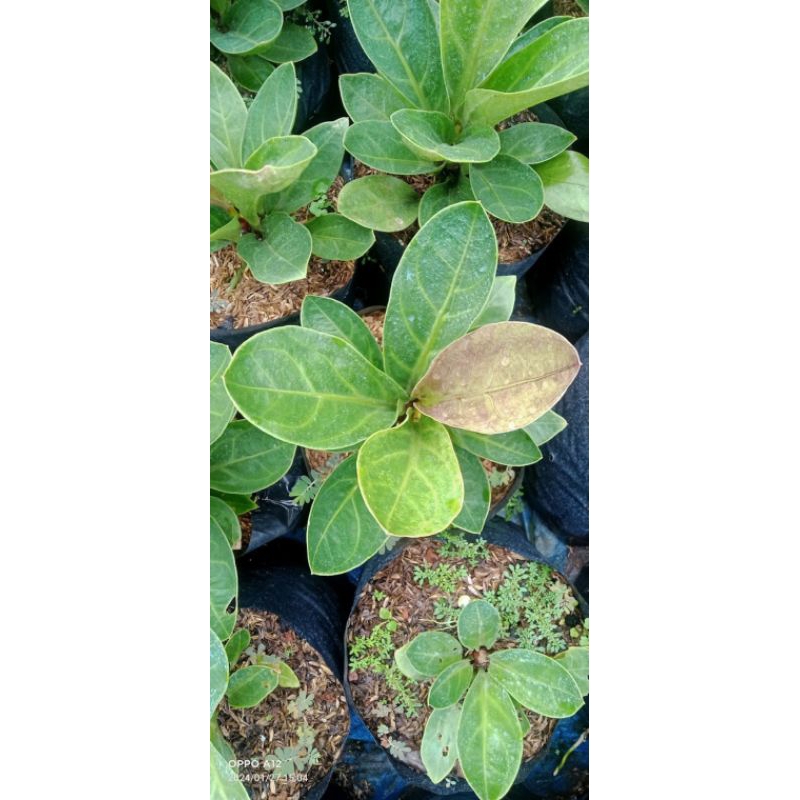 Anthurium mangkok