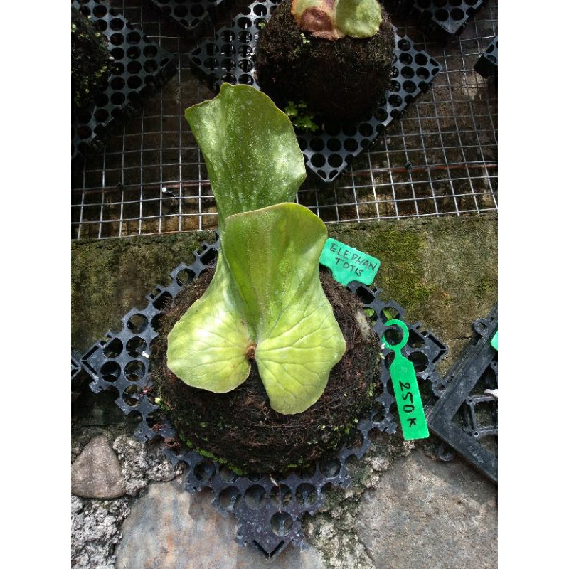 platycerium/kesimbar elephantotis hijau rawatan