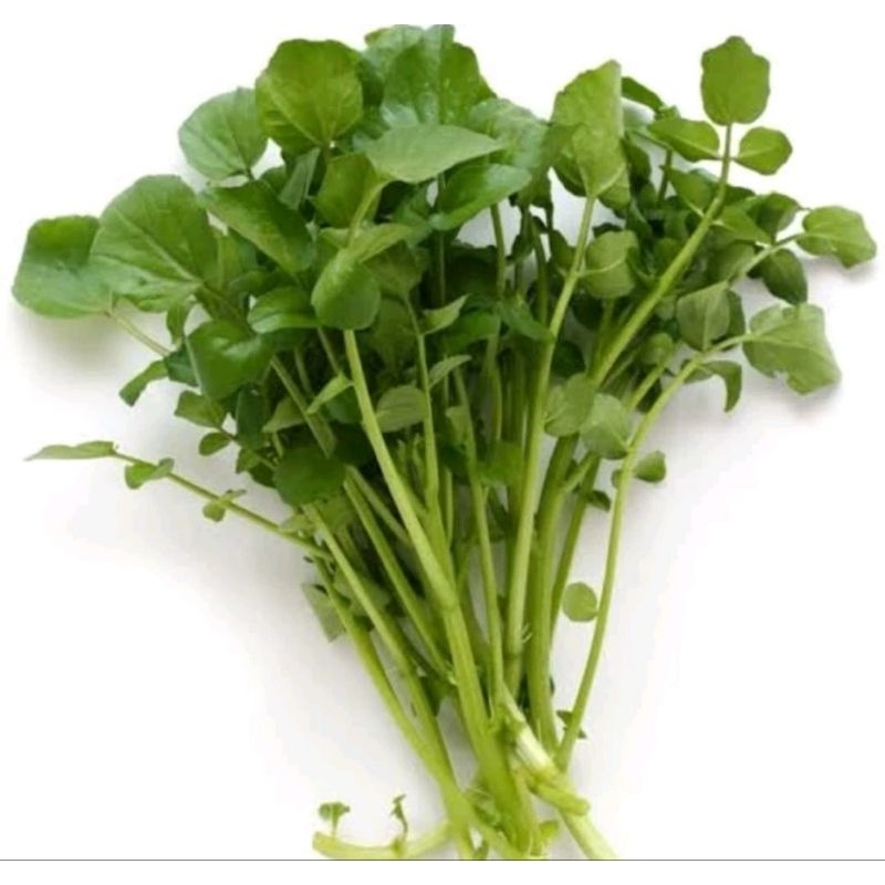 

SAYUR SELADA AIR 1 IKAT BESAR / Slada Air / Jamin Segar