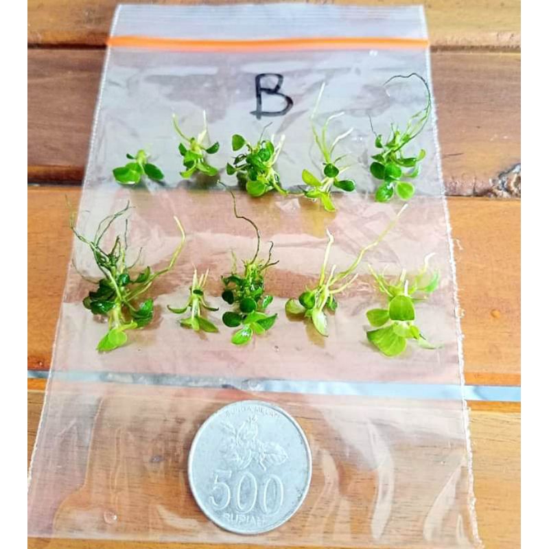 Tanaman Aquascape dan Aquarium Anubias Nana Petite/Anubias petite/Anubias Petit