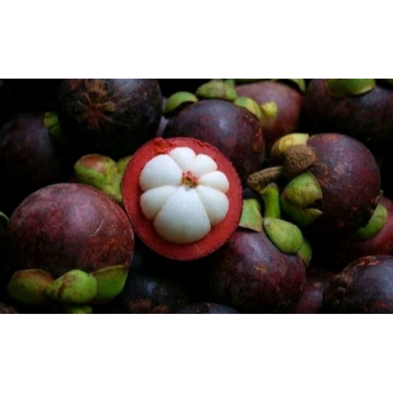 

Buah Manggis Manis 1 kg