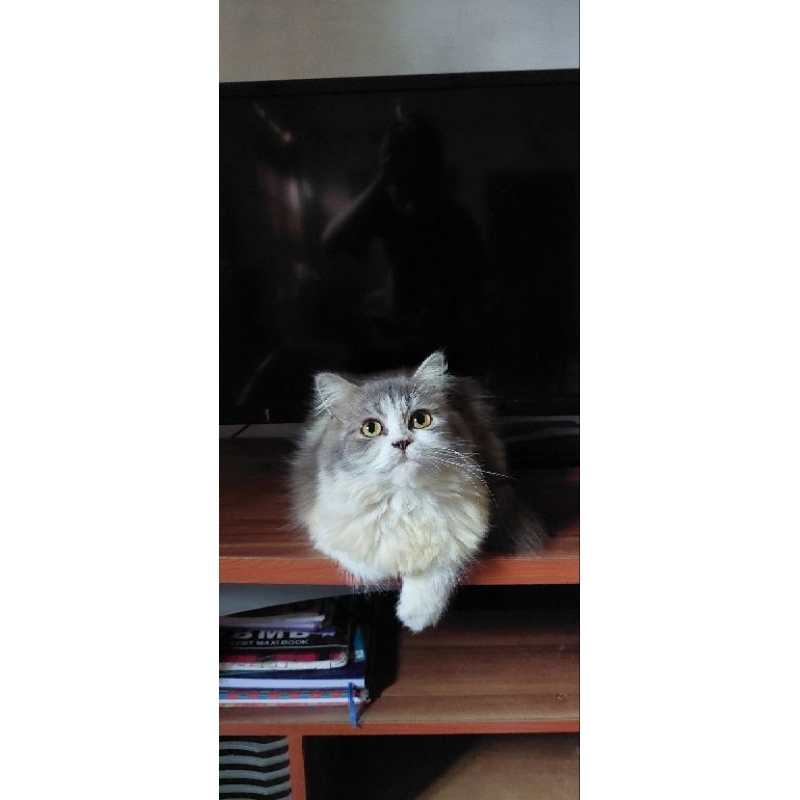 Kucing persia Dewasa