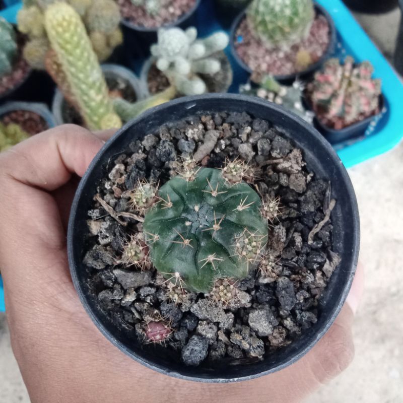 Kaktus Gymno Ungu/Purple Damsii / Kaktus lucu