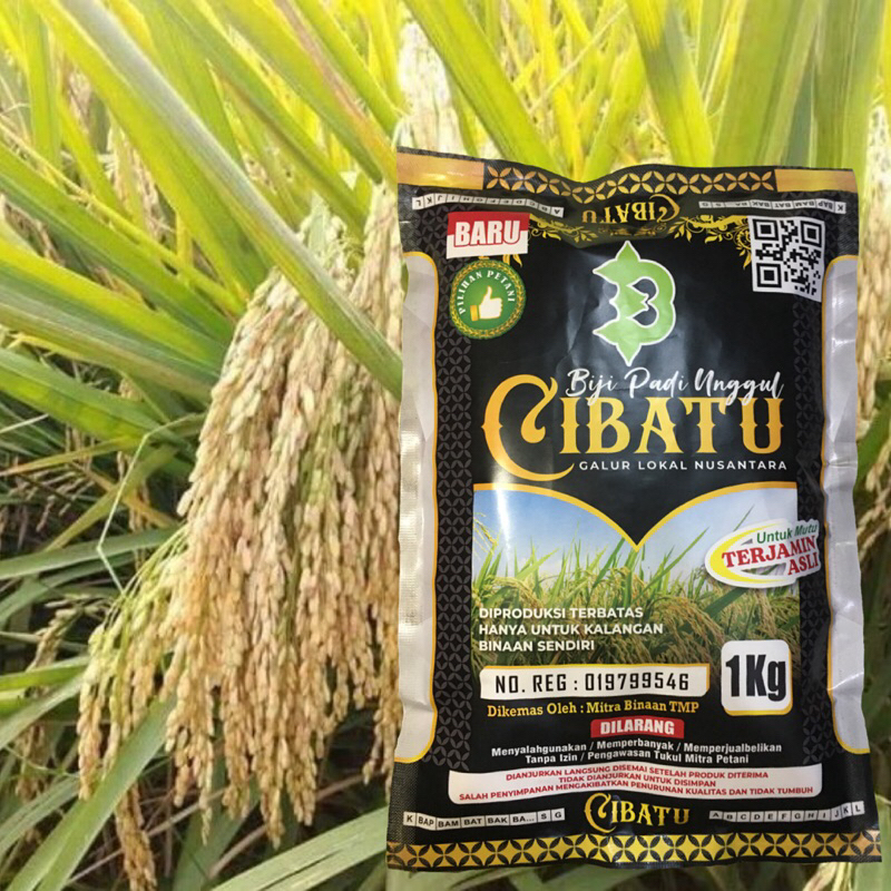 Biji Padi Unggul Cibatu