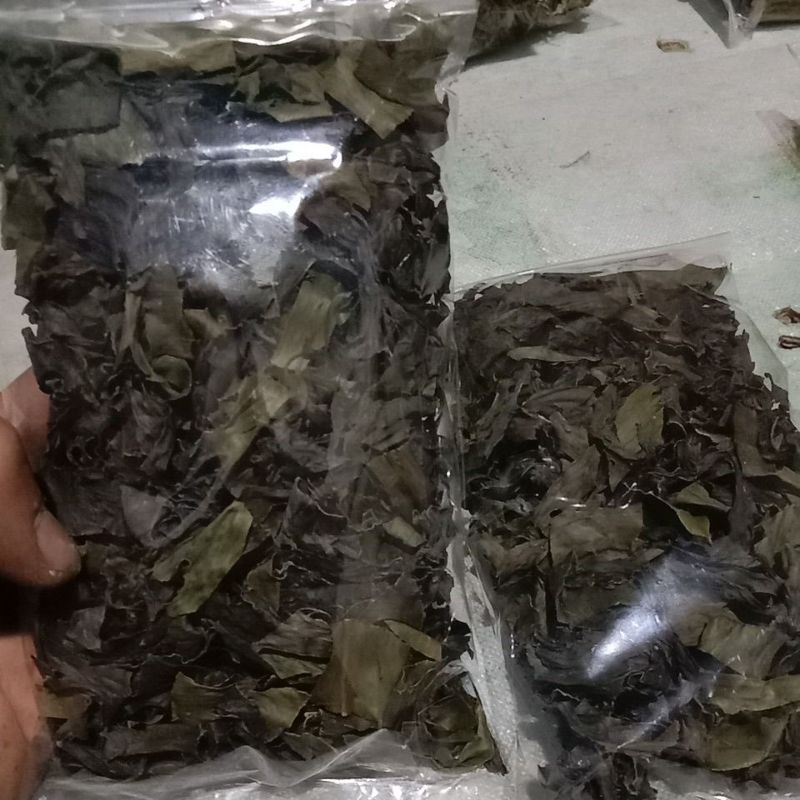 

Daun ekor naga kering herbal siap pakai