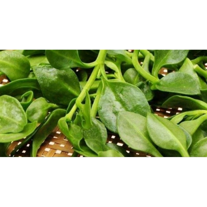 

SAYUR DEWA / SAYUR GONDOLA / DAUN DEWA / SAYUR RAJA / DAUN RAJA 1 IKAT BESAR