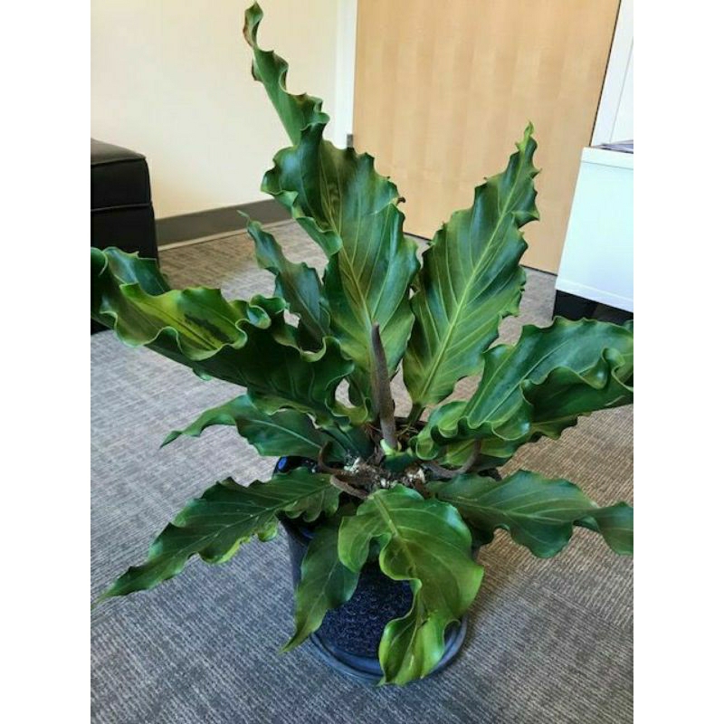 bunga gelombang cinta