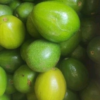 

Alpukat Mentega Muria Premium isi 2-4