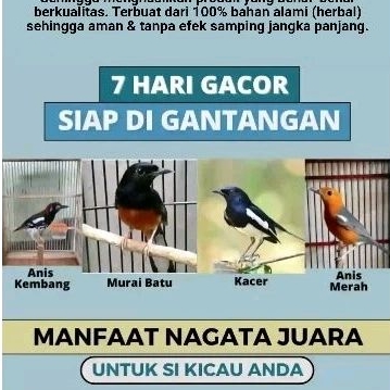nagata juara original penggacor burung terlaris