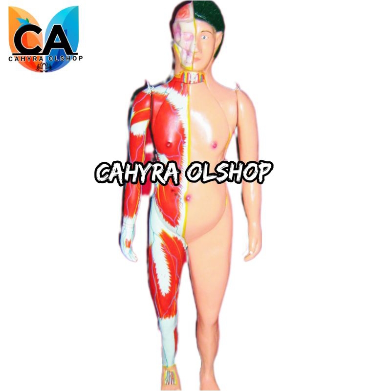 

alat peraga torso seluruh tubuh