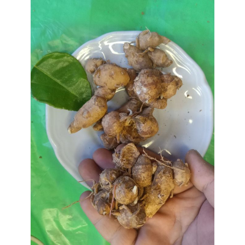 

RB Kencur Segar Daging Putih 1 Kg Premium Rasa Kuat