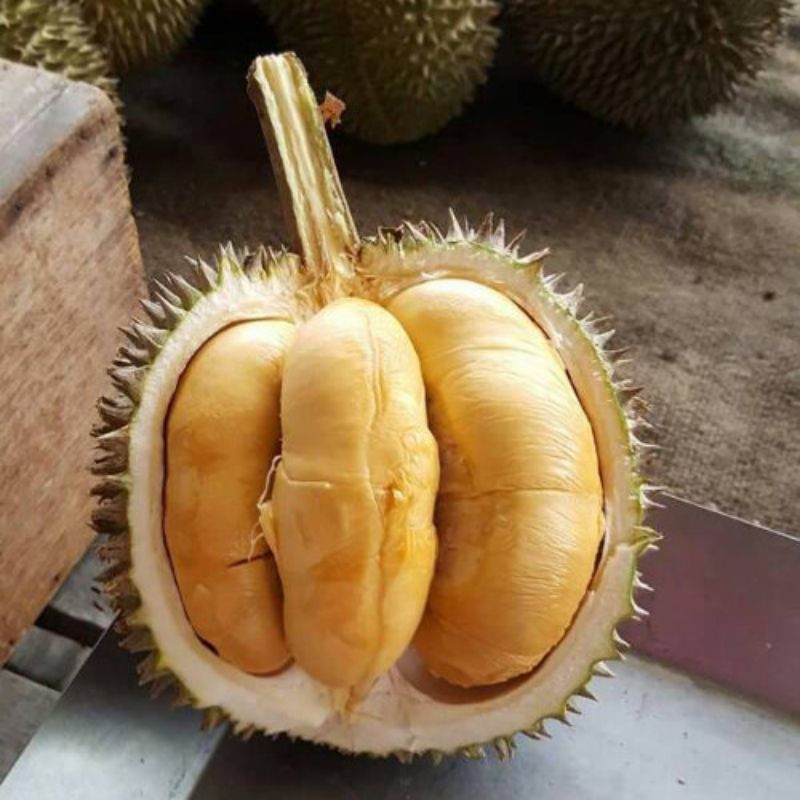 Bibit Durian Duri Hitam Super 1Meter