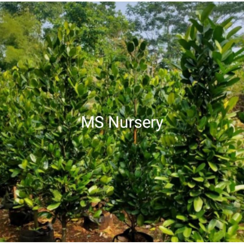 Pohon garcenia tinggi 2 meter dan juga ready berbagai ukuran