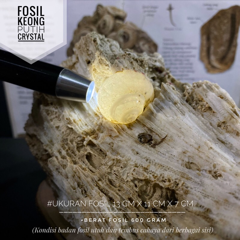 Bongkahan Fosil Keong Putih Crystal F4 atau Fosil Gastropoda atau Fosil Kol Buntet Putih atau Fosil 
