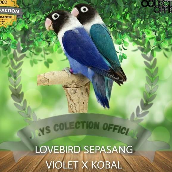 BURUNG LOVEBIRD SEPASANG