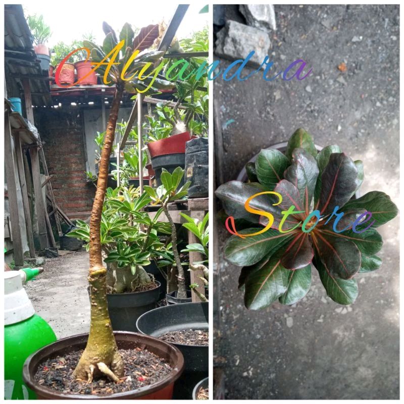 adenium graft socotranum varigata