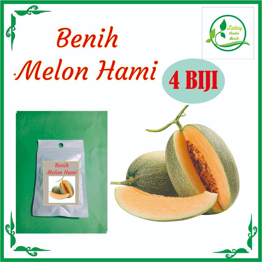 BENIH MELON HAMI / HAMIGUA ISI 4 BIJI