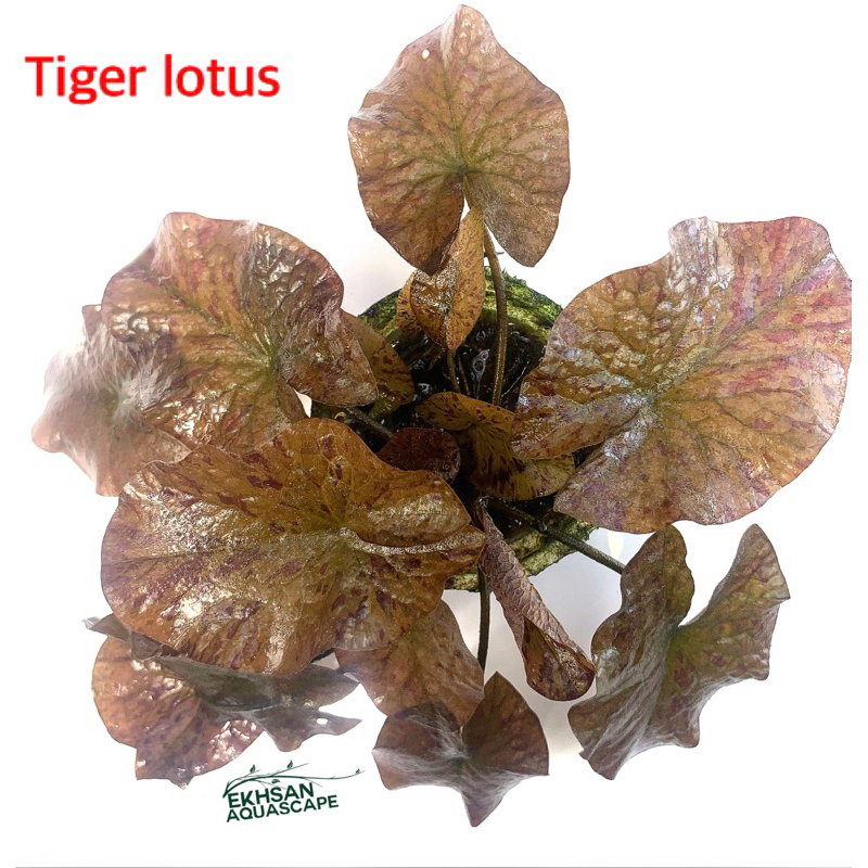 TIGER LOTUS RED LOTUS TANAMAN AQUASCAPE