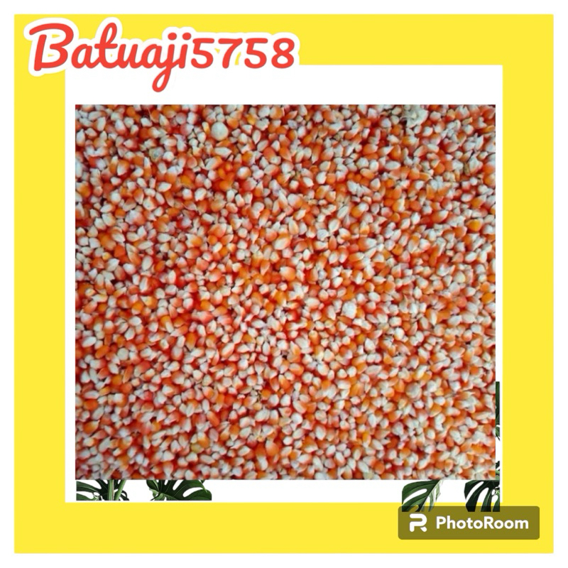 Jagung Pipil kristal Pakan Ayam Dan Merpati Kecil Merah 1kg