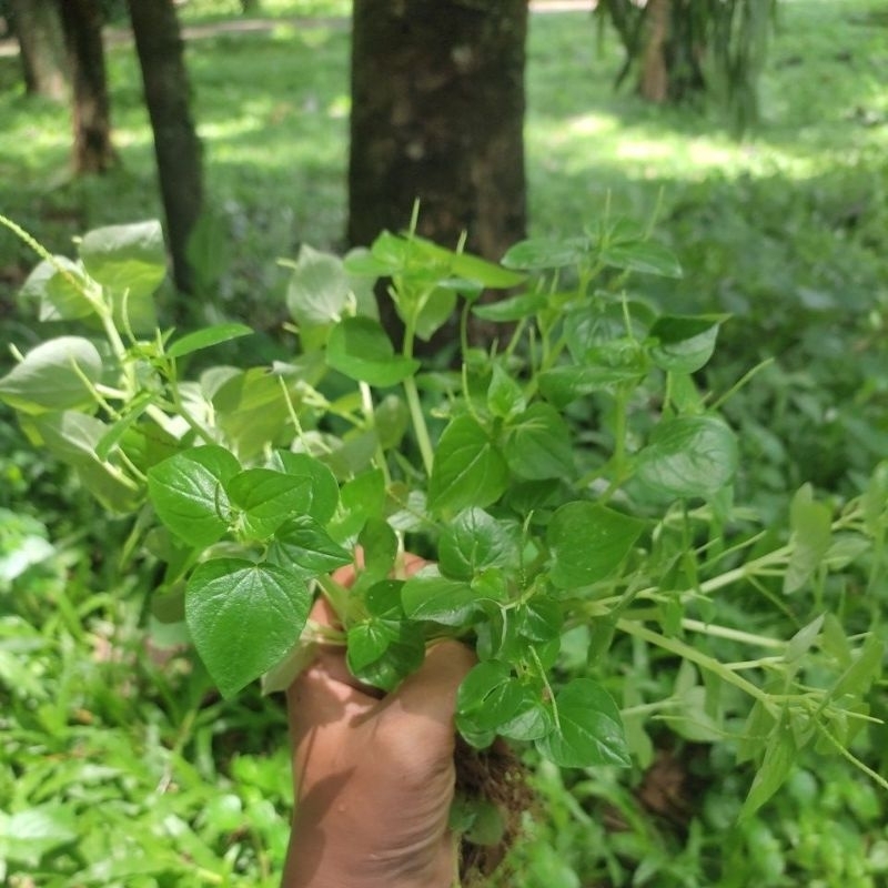 

sirih cina segar 450gram