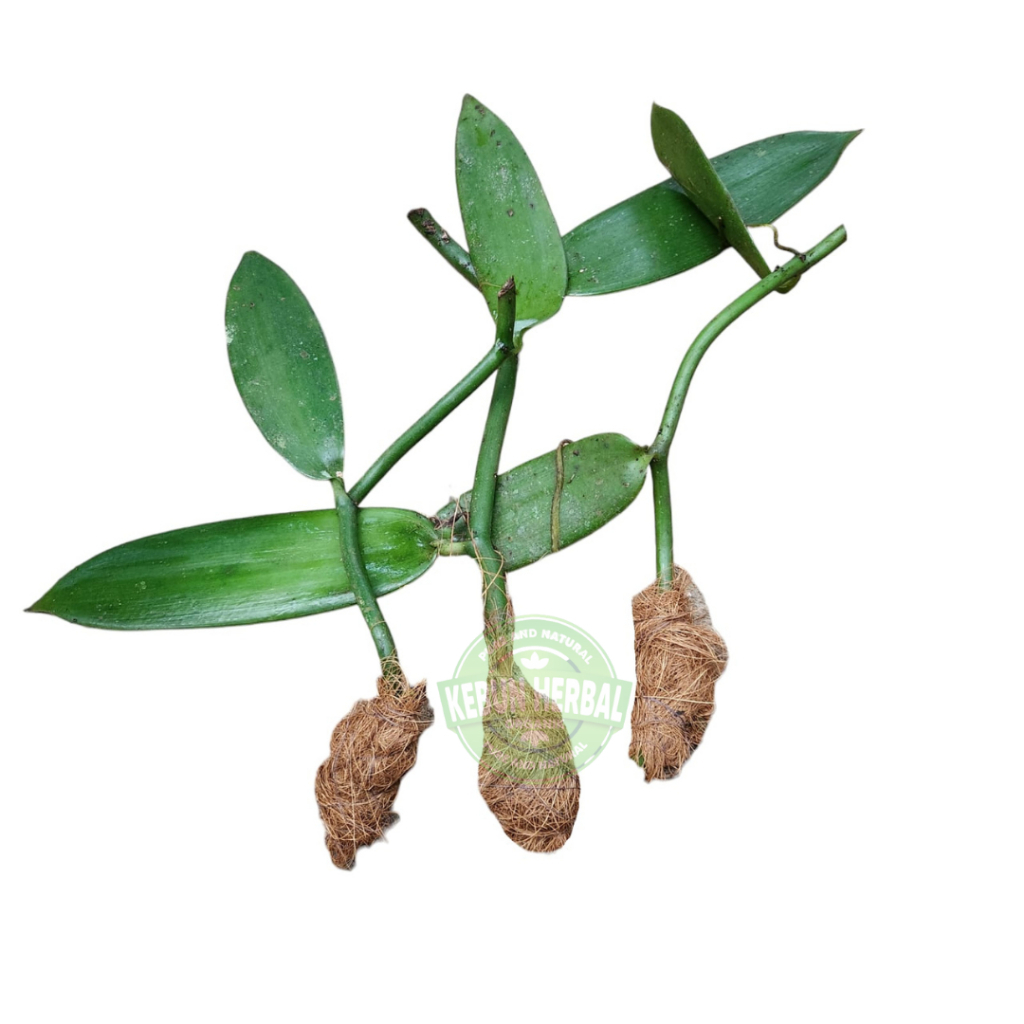 Bibit Tanaman Vanili Planifolia Unggul Asli Panili Biji Vanilla