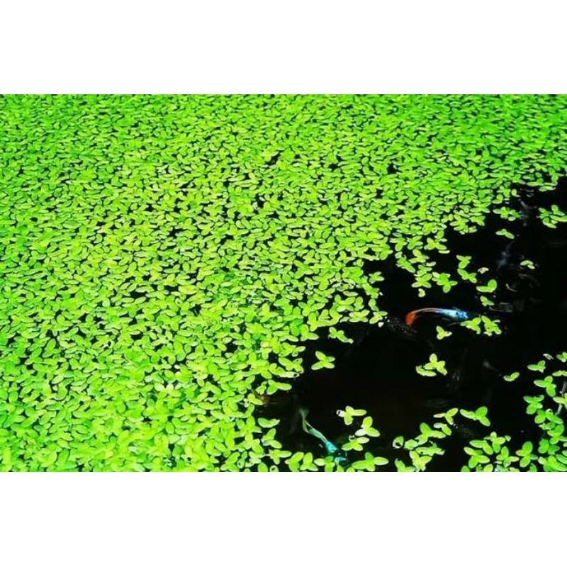 Lemna mata lele Azolla kecil tanaman air pakan ternak pakan ikan
