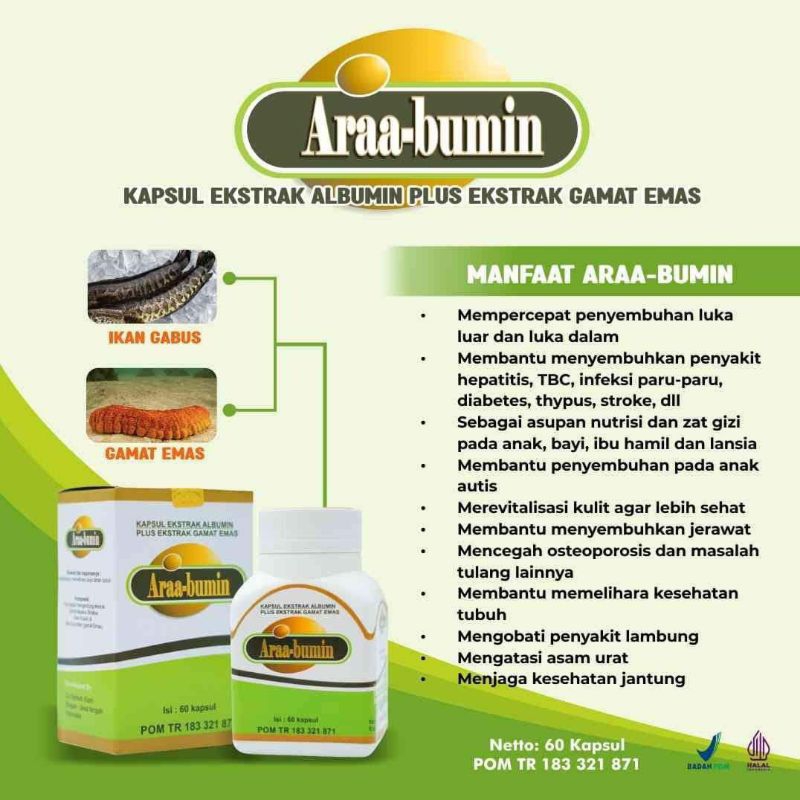 KAPSUL EKSTRAK ALBUMIN IKAN GABUS (KUTUK) PLUS EKTRAK GAMAT EMAS "ARAA-BUMIN" TERBUKTI MEMPERCEPAT P