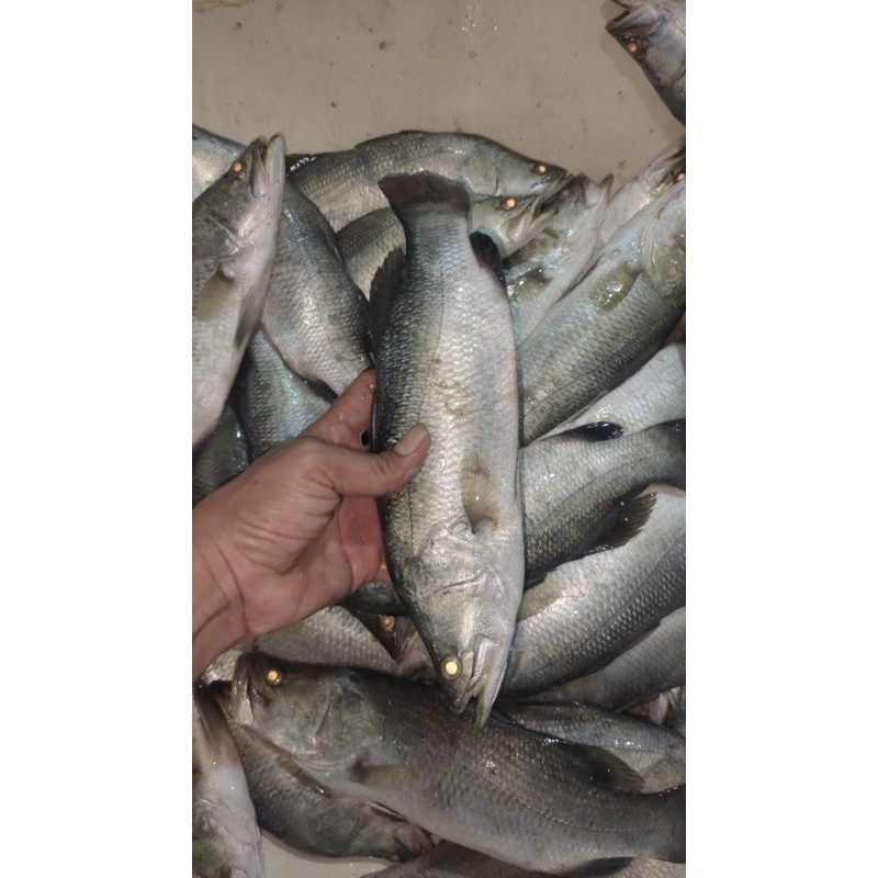 

ikan kakap hitam fresh 400_450 gram