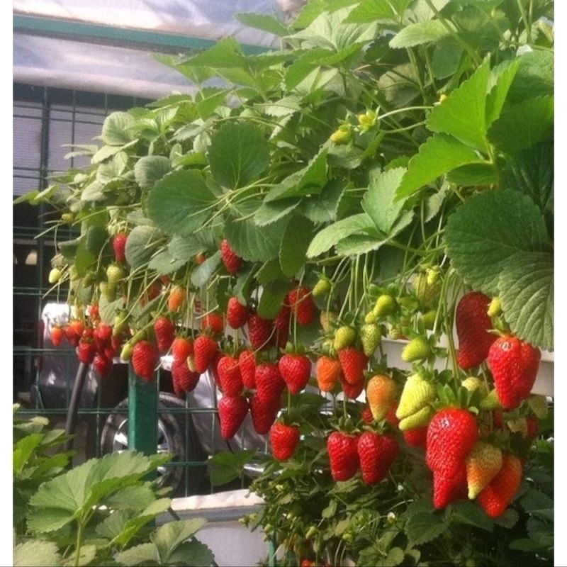Bibit strawberry jumbo