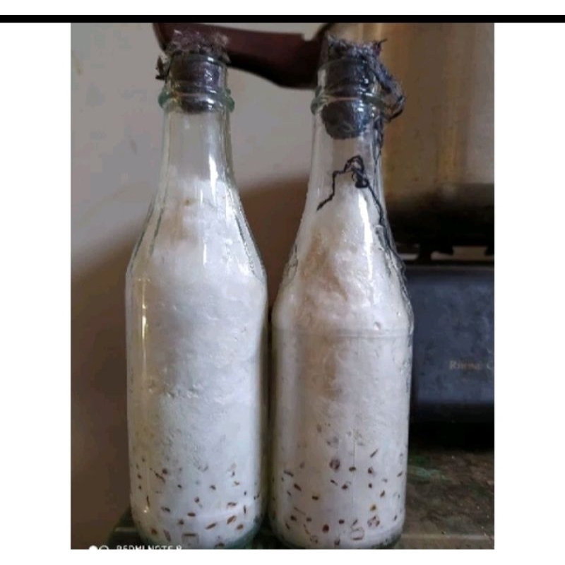 PROMO BIBIT JAMUR TIRAM PUTIH f3 ORIGINAL