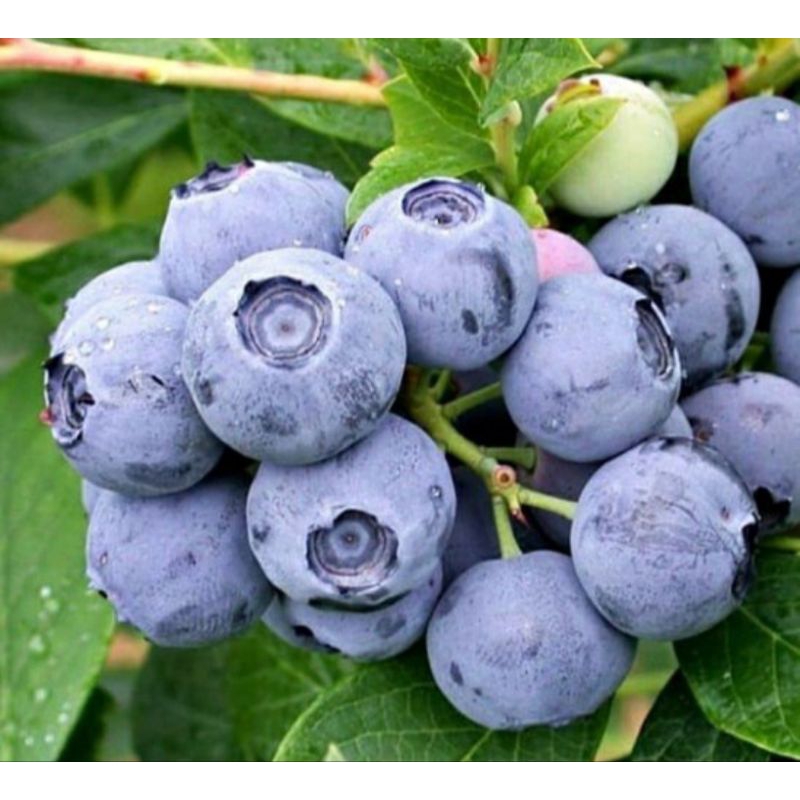 bibit blueberry (jamsruid)