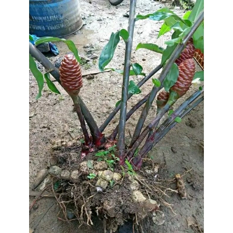 

LEMPUYANG SEGARR FRESS 1Kg