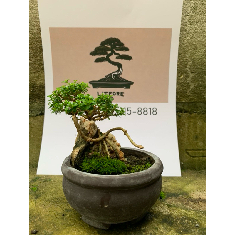 Bonsai Sancang Mini Mame Kecil Shito Real Picture Gambar Asli Siap pajang