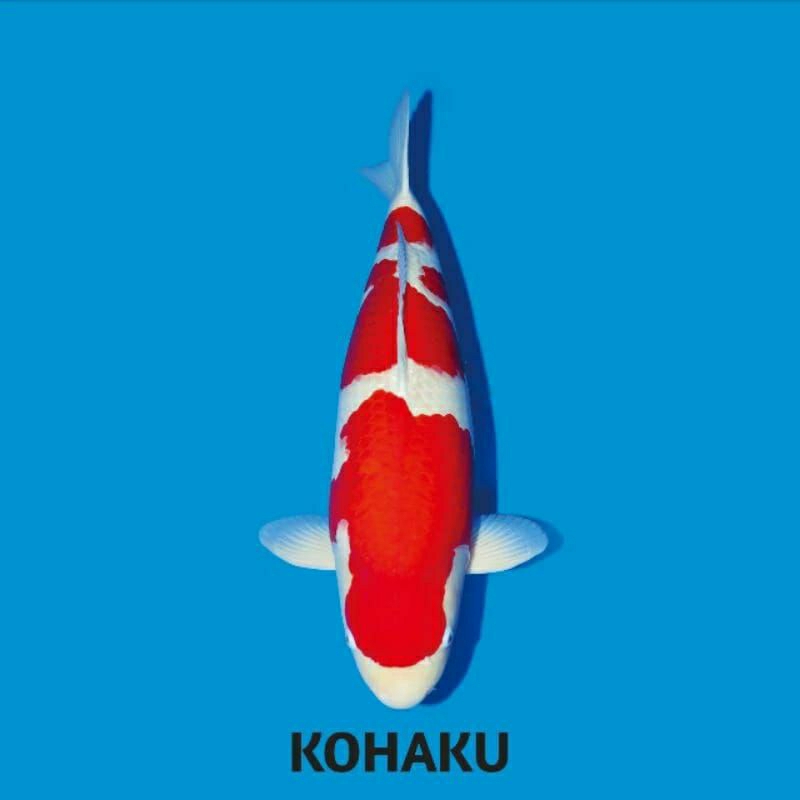 koi kohaku blitar ukuran 10-13cm