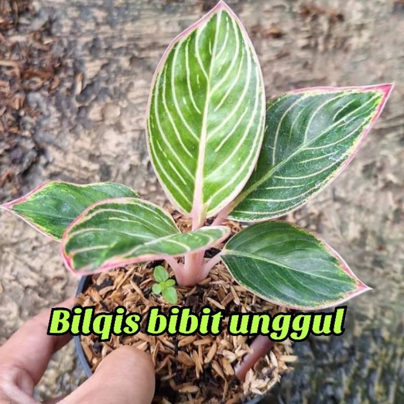 Bunga aglonema Minion