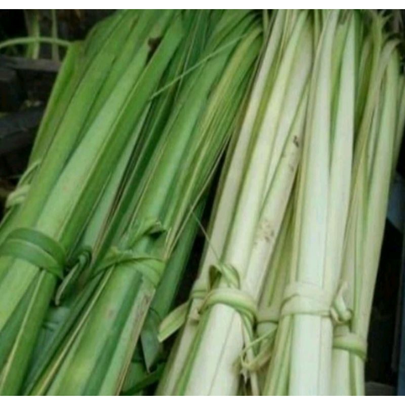 

daun kelapa muda janur kulit ketupat satu ikat isi 30