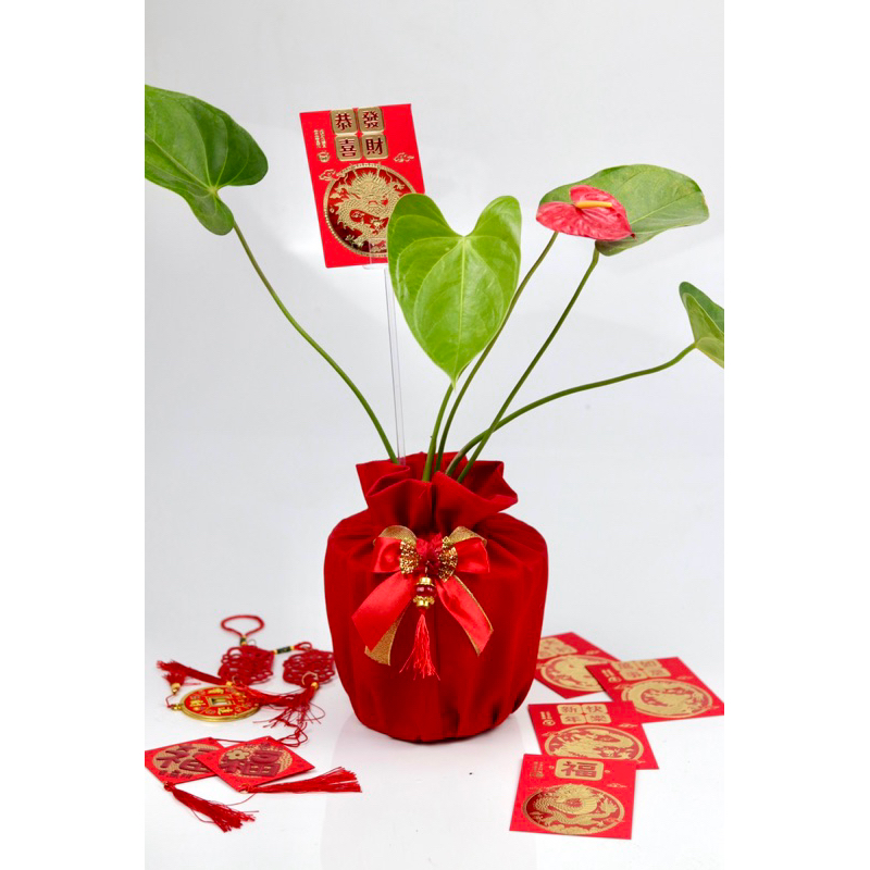 

Hampers Imlek Ngeboon CNY 2024 Anthurium Merah Tanaman Hidup Unik Murah