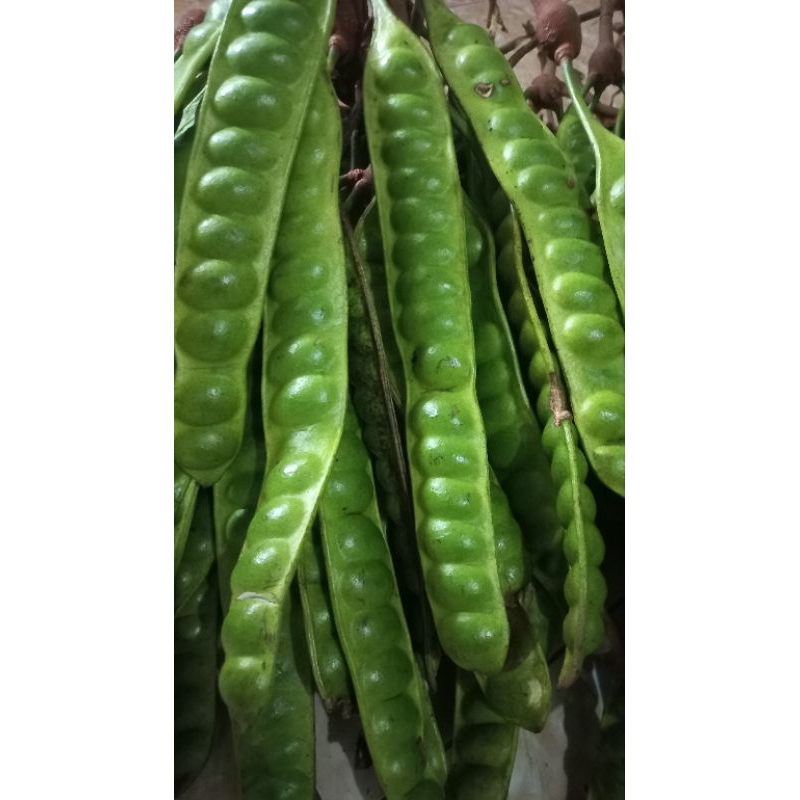 

[BISA COD] PETAI PADI MANIS langsung dari petani panjang isi 10 papan hijau manis